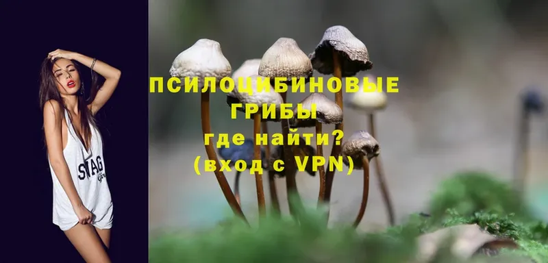 Псилоцибиновые грибы Cubensis  hydra как войти  Гудермес 